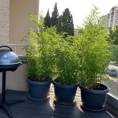 מוסטר Big Tree Apartment & The Nest Apartment - Free Parking מראה חיצוני תמונה