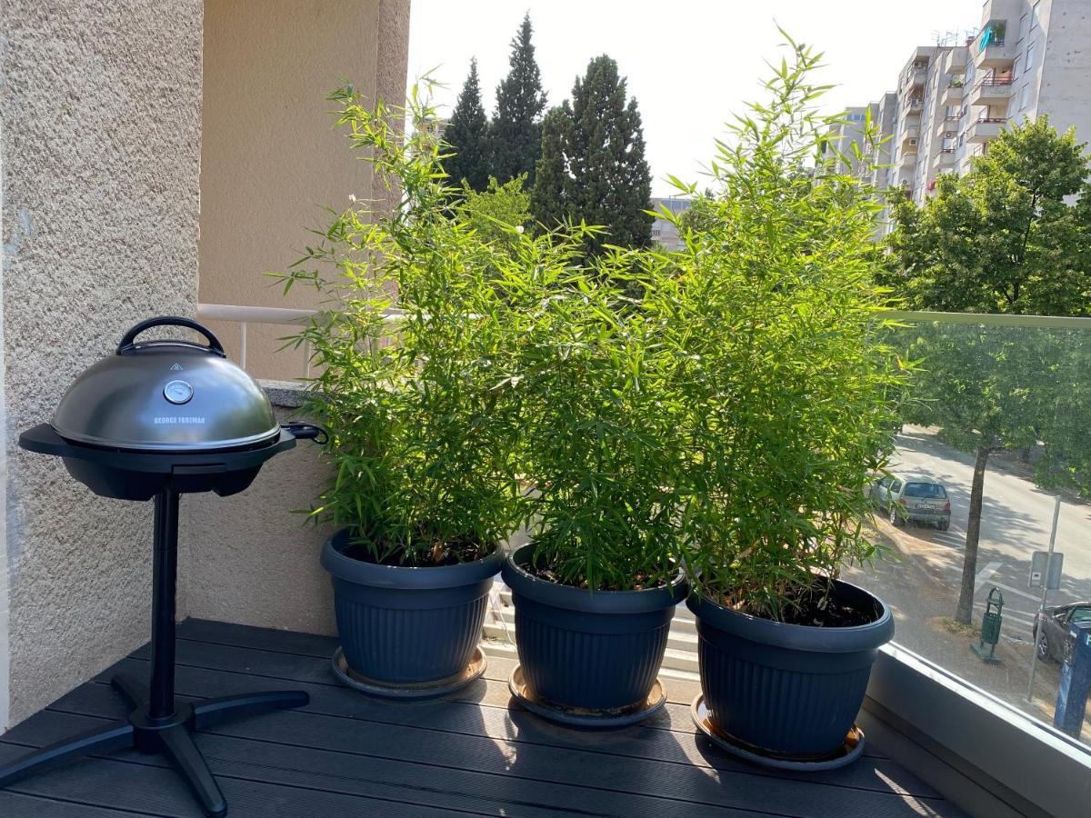 מוסטר Big Tree Apartment & The Nest Apartment - Free Parking מראה חיצוני תמונה